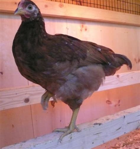 Roo Or Pullet 8 Week Old Red Sex Link Or New Hampshire Backyard Chickens