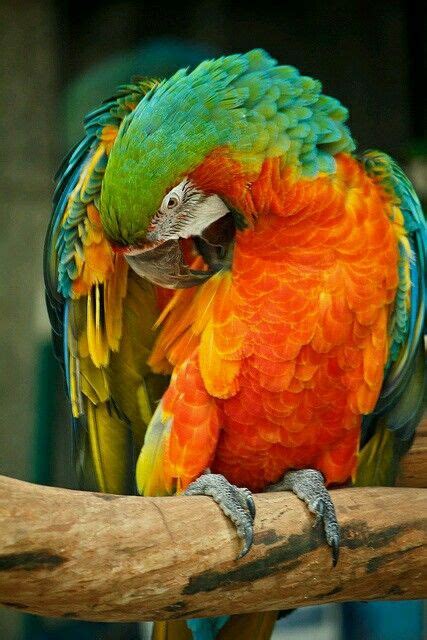 Parrot Pet Birds Parrot Colorful Birds