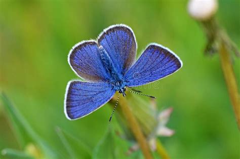 Polyommatus Semiargus The Mazarine Blue Butterfly Butterflies Of
