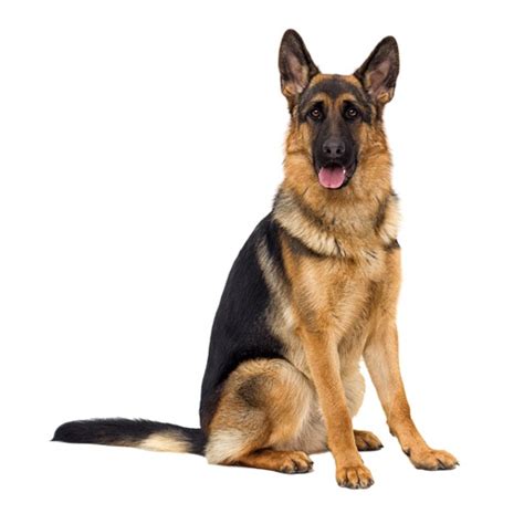 German Shepherd Pet Insurance - Pounce Pet Insurance
