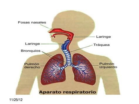 El Aparato Respiratorio Humano Y Sus Partes Como Esta Conformado El Images