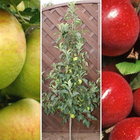 Fruit Trees Home Gardening Apple Cherry Pear Plum Dual Fruit Trees