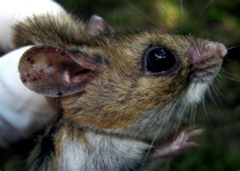 Deer Mice Lymes Disease And Habitat Fragmentation