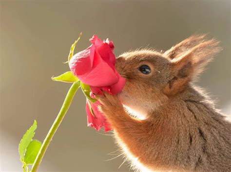 Do Squirrels Eat Flowers Like And Dislike Into Yard