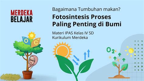 Proses Fotosintesis Pada Tumbuhan Dan Manfaatnya Bagi Kehidupan Manusia