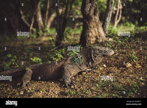 Komodo Dragon Close Up Scientific Name Varanus Komodoensis Natural