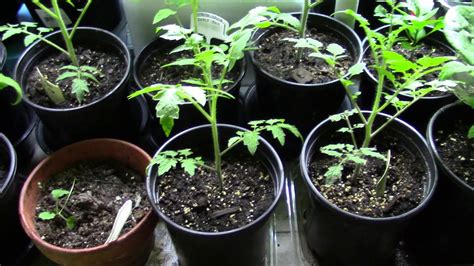 Complete Guide To Growing Tomatoes From Seeds Youtube