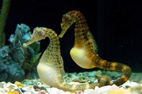 Fish Wallpapers: Dragonface Pipefish Photos
