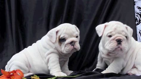 Acceptable coat colors for the english bulldog include various shades of brindle — a pattern of dark striped hairs on a lighter background shade — solid white or red the english bulldog often suffers from respiratory and cardiac issues, which can mean a shortened lifespan, as well as huge vet bills. White English bulldog puppies for sale - YouTube