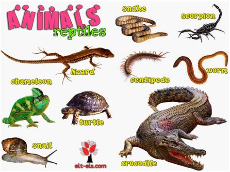 Animals Reptiles Elt