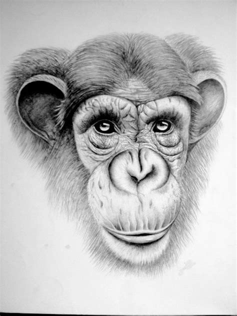 Animal Face Drawing Sketch ~ Animals Draw Drawing Step Dozorisozo