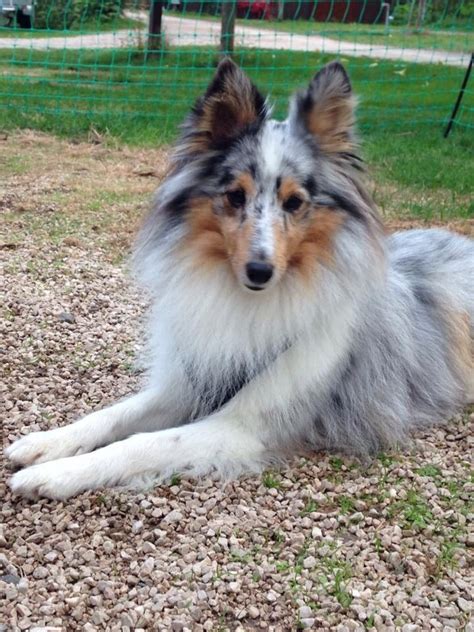 Maybe you would like to learn more about one of these? Blue Merle Sheltie | Dog expressions, Shetland sheepdog ...