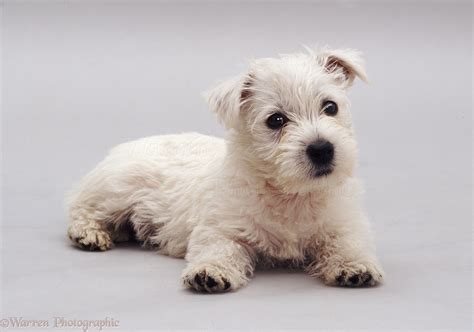 Dog Westie Pup Photo Wp09391