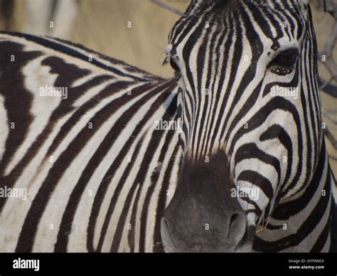 Closeup Portrait Of A Zebra Standing In The Namibian Savannah And