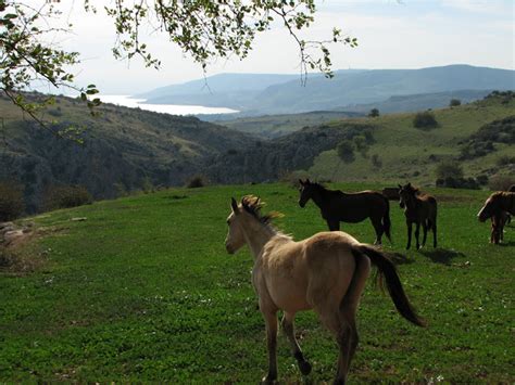 Private house for sale in migdal close to the sea of galilee (tiberias). The Oakland Press Blogs: Earth's Almanac: It's Christmas ...