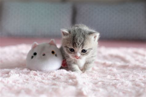 Cập Nhật Hơn 93 Cute Hình ảnh Con Mèo Hay Nhất Starkid