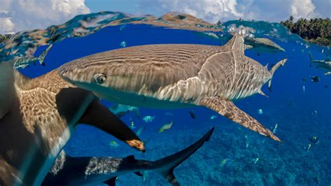 Coral Reefs At Risk From Dwindling Number Of Protective Sharks News