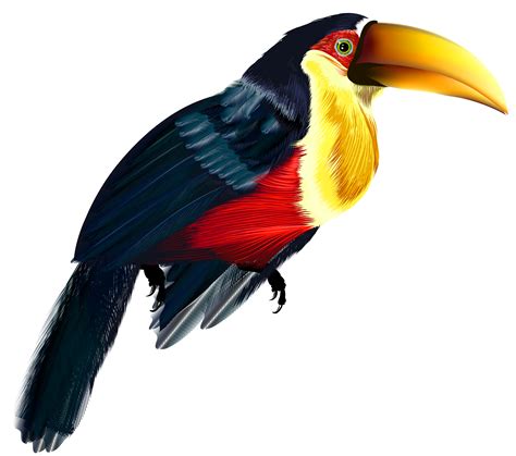 Toucan Clipart Birds Toucan Birds Transparent Free For Download On