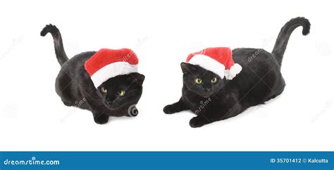 Black Cat Santa Cute Christmas Cat On White Background Stock