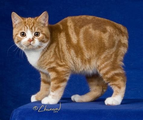 Manx Cat Cat Breed History And Some Interesting Facts