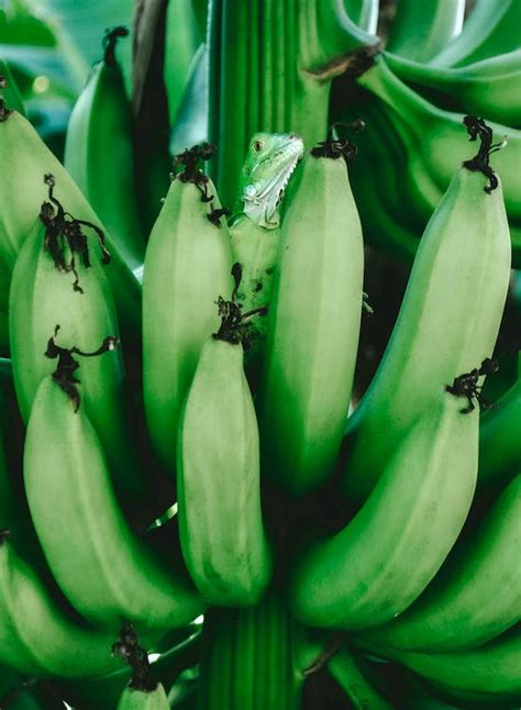 과일 녹색 도마뱀 동물 사진 바나나 수직 쐈어 야생동물 사진 음식 사진 카무플라주 확대에 관한 무료 스톡 사진