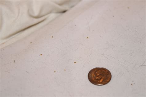 What Are These Tiny Light Brown Rice Shaped Specks Found On My Bed