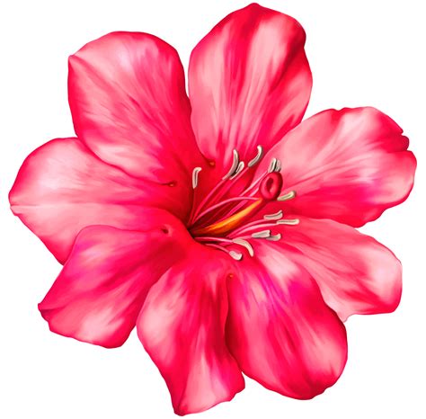 Exotic Flower Drawings Free Download On Clipartmag