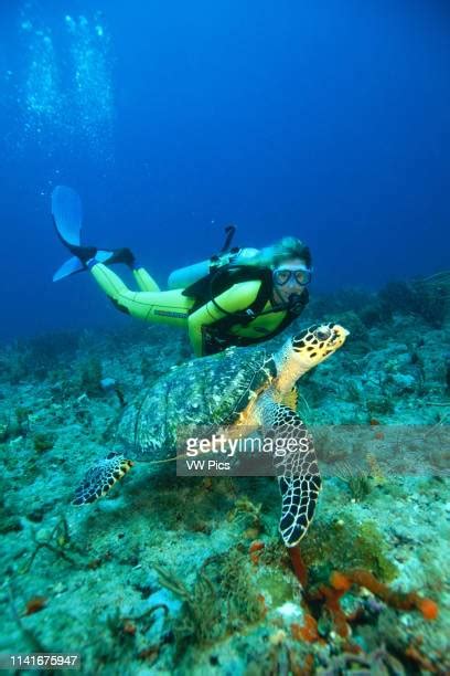 Hawksbill Sea Turtle Eating Photos And Premium High Res Pictures
