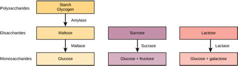 Diagram And Describe The Lactose And Lactase Reaction Free Wiring Diagram