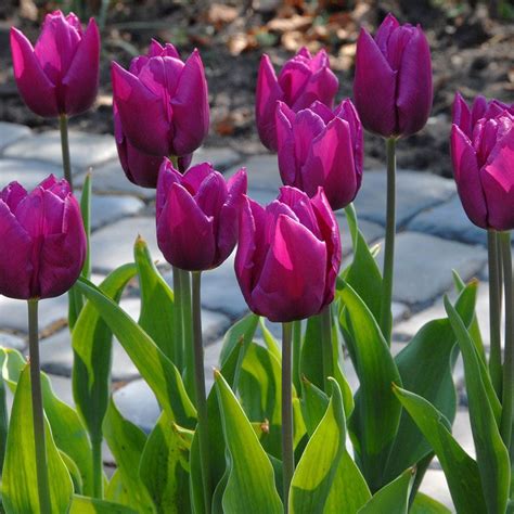 Tulip Purple Prince Bulb Flowers Purple Tulips Tulip Bulbs