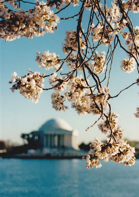 Jefferson Memorial Through Cherry Blossoms Smithsonian Photo Contest