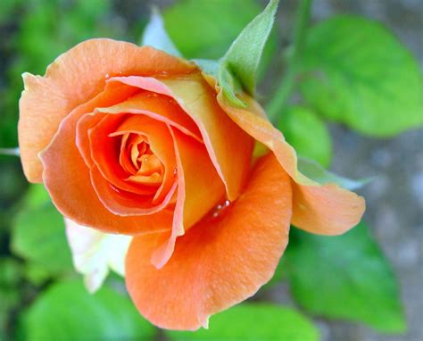 Peach Rose In Bloom Free Photo Download Freeimages