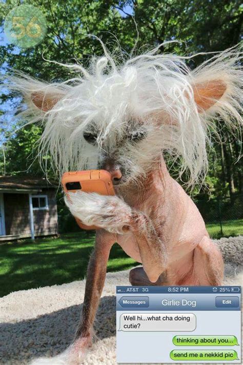 Pin By Regina Hix On Chinese Crested Hairless Chinese Crested Funny Looking Dogs Baby