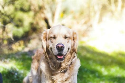 15 Dog Breeds That Look Like Golden Retrievers
