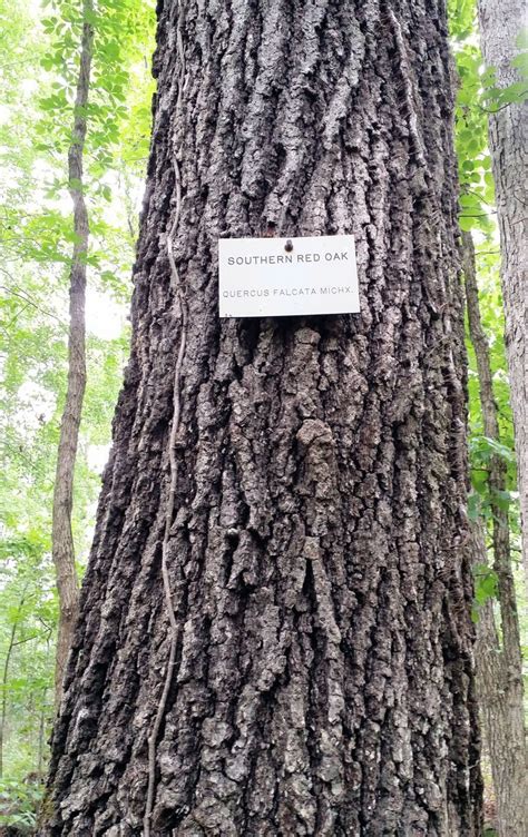 Southern Red Oak Tree Bark Located At University Of Georgias Thompson