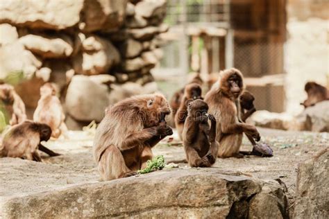 Group Of Monkeys Sit On A Rock And Eating Vegetables In Their Natural