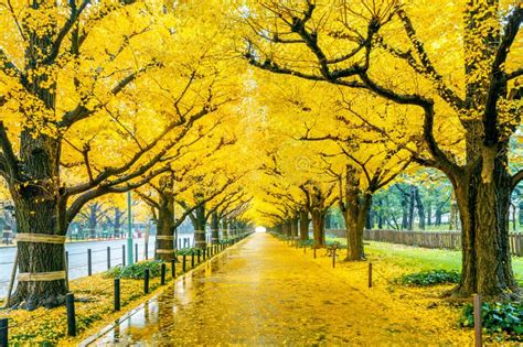 Row Of Yellow Ginkgo Tree In Autumn Autumn Park In Tokyo Japan Stock