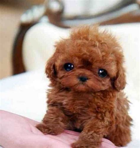 En Fotos ¡adorables Mascotas Que Te Sacarán Una Sonrisa Teacup