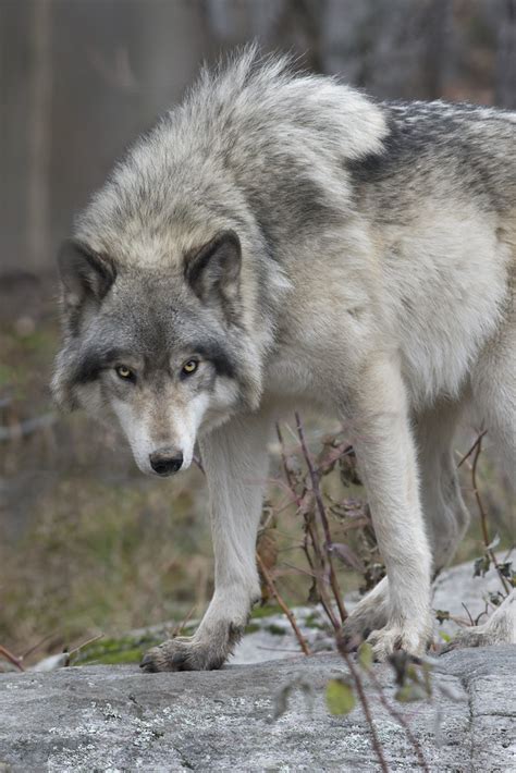 Canadian Timber Wolf Im Trying To Capture A Sense Of