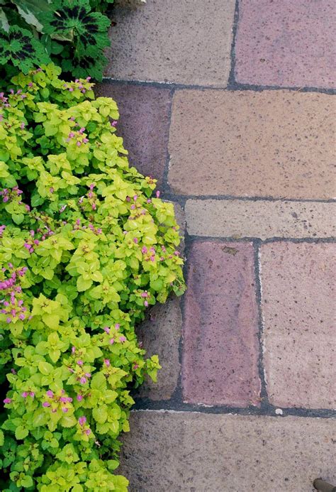 25 Low Maintenance Groundcover Plants That Look Great In Any Yard