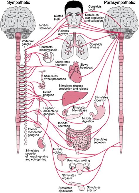 The nervous system is the part of an animal's body that coordinates its voluntary and involuntary actions and transmits signals to and from different parts of its body. Anatomy of the autonomic nervous system and its ...