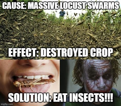 Eat Insects Imgflip