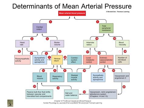 Image Result For Determinants Of Mean Arterial Pressure Mean Arterial