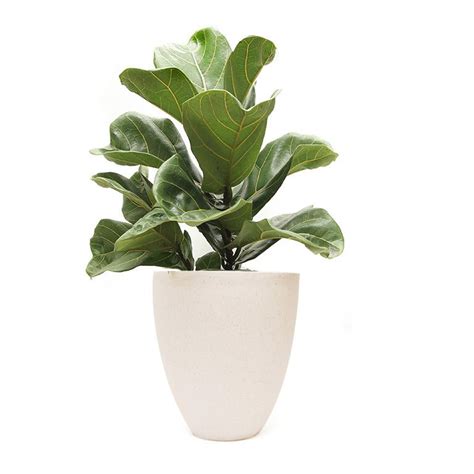 Fiddle leaf philodendron or horse head philodendron (philodendron bipennifolium) is poisonous and sometimes gets confused with ficus lyrata, fiddle leaf figs, because of its name. FIDDLE LEAF FIG: Bright consistent light, by a sunny ...