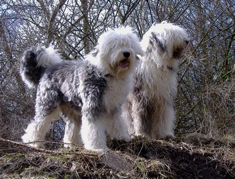 Breeders Of Bobtail Or Old English Sheepdog In Spain