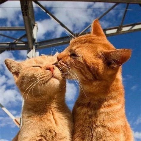 10 Pictures Of Extremely Lovey Dovey Cats That Will Melt Your Heart