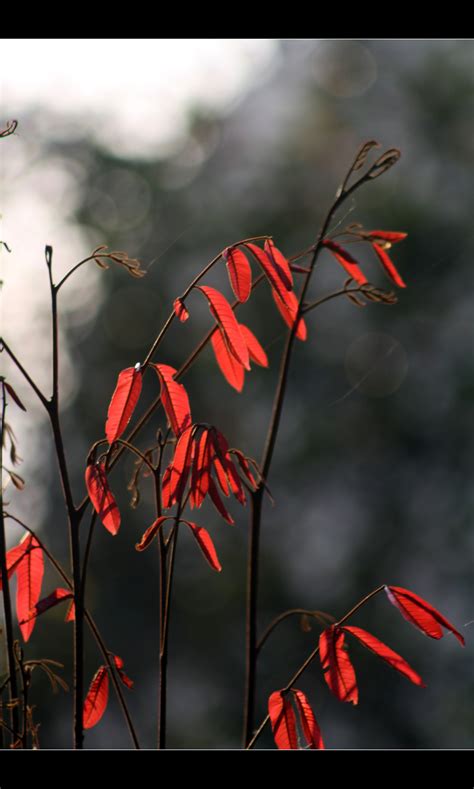 Free Photo Red Leaves Leaves Plants Red Free Download Jooinn