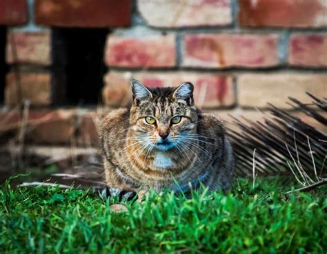 Feral Cats Deserve A Chance Thecatsite