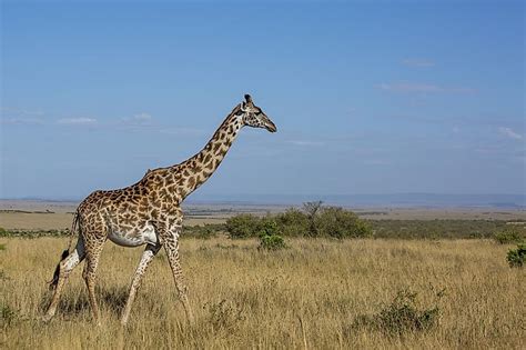 Maasai Mara Africa Worldatlas