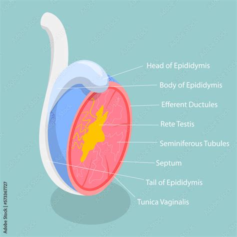 3d Isometric Flat Vector Conceptual Illustration Of Testicle Anatomy